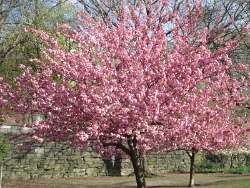 2011 Spring Scenery Walk - Riverside Park 11